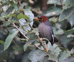 Pterorhinus treacheri