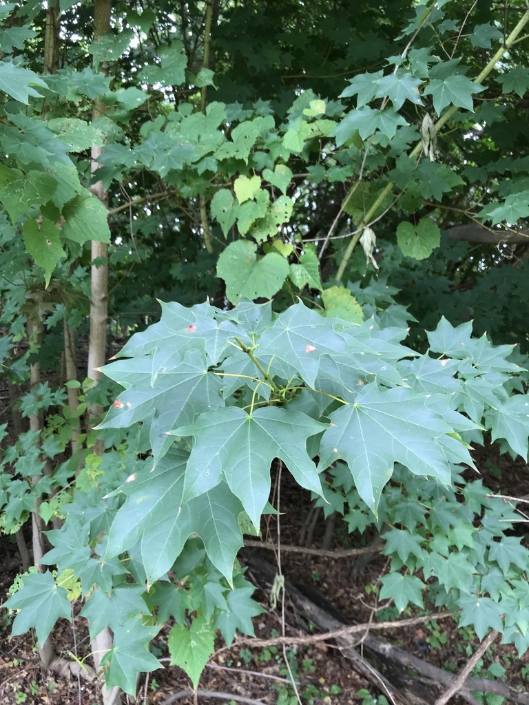 Phong Itaya – Acer pictum