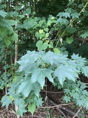 Acer pictum