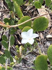 Jacquemontia reclinata