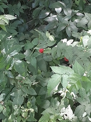 Rubus rosifolius