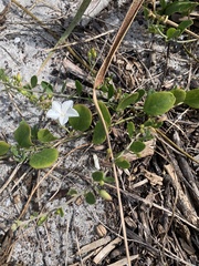 Jacquemontia reclinata