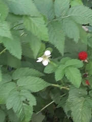Rubus rosifolius