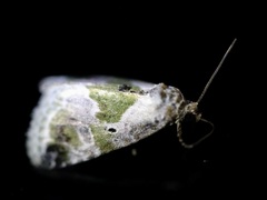 Maliattha synochitis