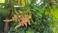 Mangifera indica image