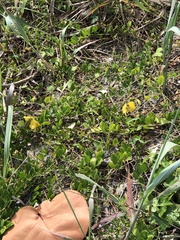 Jacquemontia reclinata