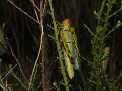 Zoniopoda tarsata