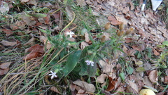 Silene latifolia