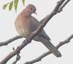 Streptopelia senegalensis