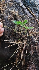 Elaphoglossum peltatum