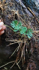 Elaphoglossum peltatum