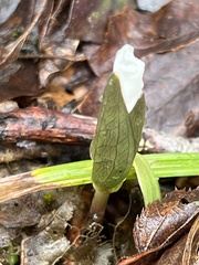 Trillium nivale