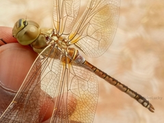 Anax ephippiger