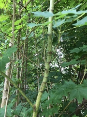 Acer pictum