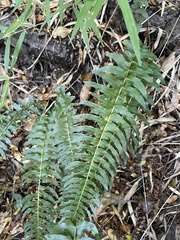 Blechnum hastatum