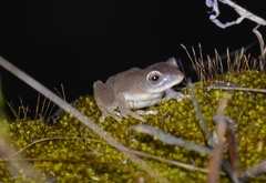 Raorchestes ponmudi