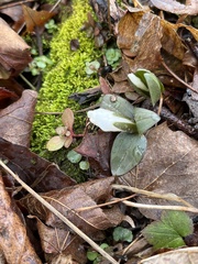 Trillium nivale