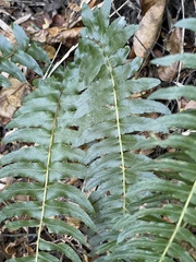 Blechnum hastatum