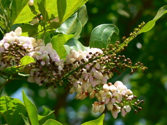 Millettia pinnata
