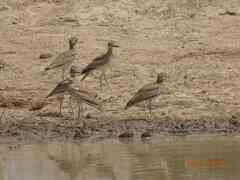 Burhinus senegalensis