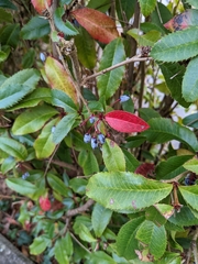 Berberis