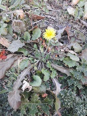 Asteraceae