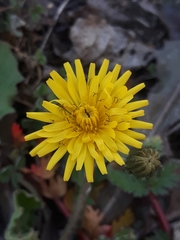 Asteraceae