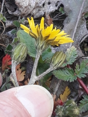 Asteraceae