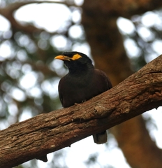 Acridotheres tristis