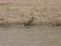 Burhinus senegalensis