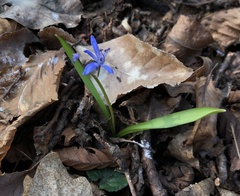 Scilla bifolia