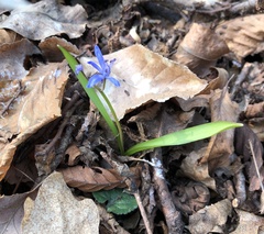 Scilla bifolia