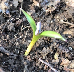 Scilla bifolia