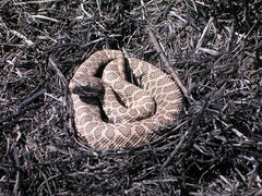 Sistrurus tergeminus