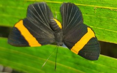 Panara soana