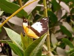 Belenois creona creona