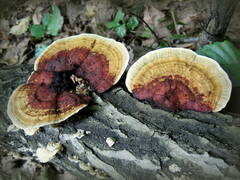 Daedaleopsis confragosa