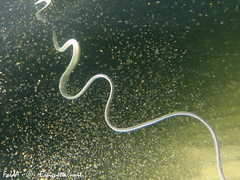 Cerebratulus marginatus