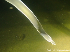 Cerebratulus marginatus