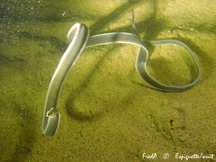 Cerebratulus marginatus