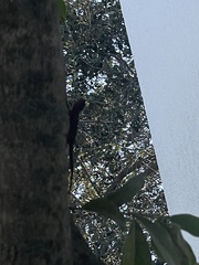 Anolis distichus