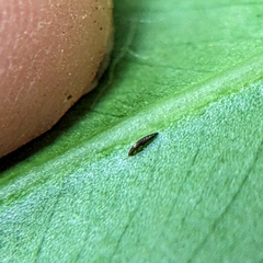 Thysanoptera