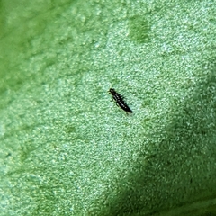 Thysanoptera