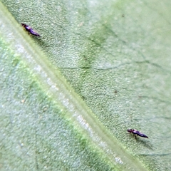 Thysanoptera