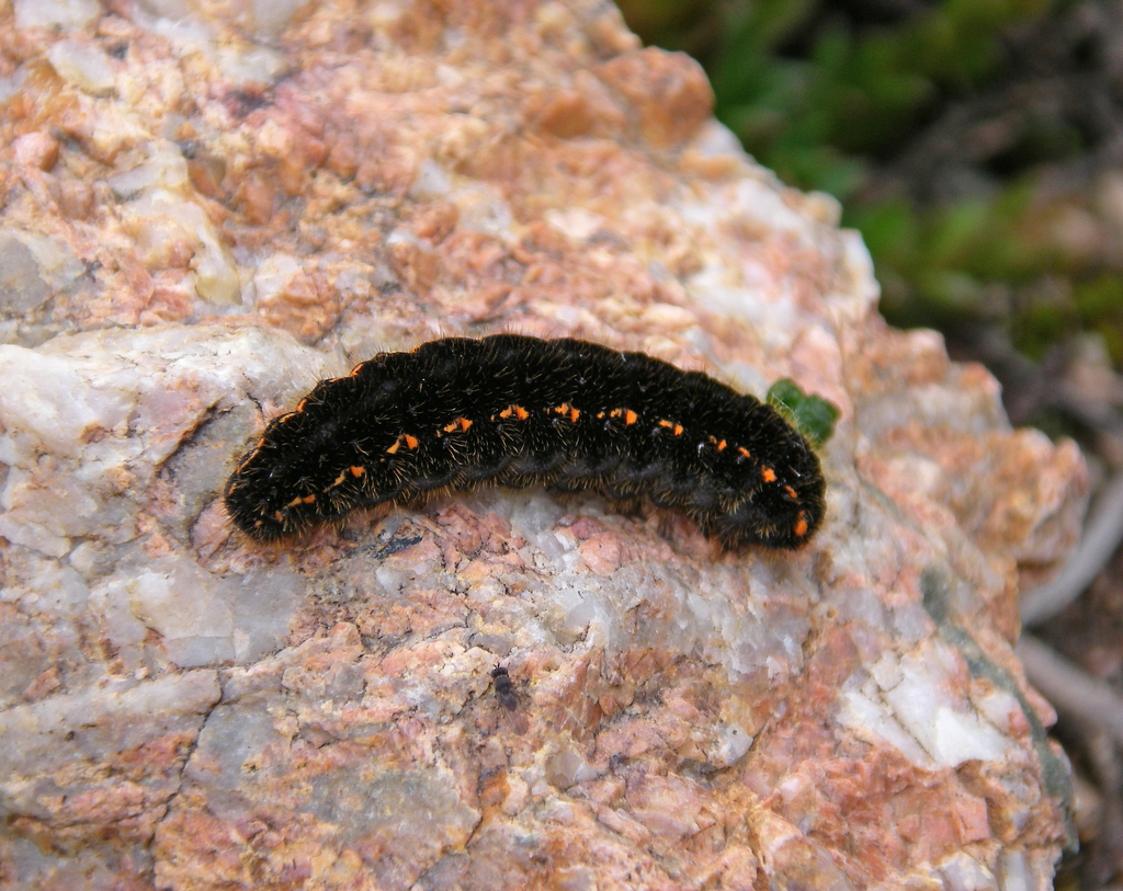 Scarce Red Apollo
