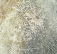 Daedaleopsis confragosa