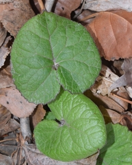 Petasites pyrenaicus