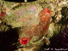 Microcosmus polymorphus