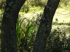 Iris foetidissima