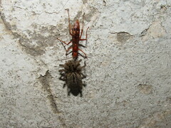 Tachypompilus mendozae